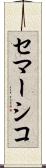 セマーシコ Scroll