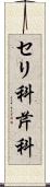 セリ科 Scroll