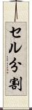 セル分割 Scroll