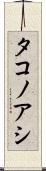 タコノアシ Scroll