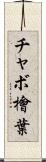 チャボ檜葉 Scroll