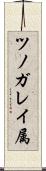 ツノガレイ属 Scroll