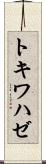 トキワハゼ Scroll