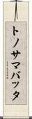 トノサマバッタ Scroll