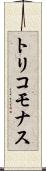 トリコモナス Scroll
