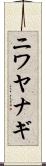 ニワヤナギ Scroll