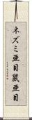 ネズミ亜目 Scroll