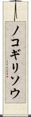 ノコギリソウ Scroll