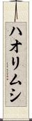 ハオリムシ Scroll