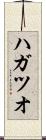 ハガツオ Scroll