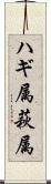 ハギ属 Scroll