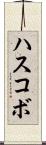 ハスコボ Scroll