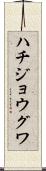 ハチジョウグワ Scroll