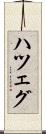 ハツェグ Scroll