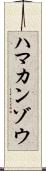 ハマカンゾウ Scroll