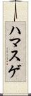 ハマスゲ Scroll