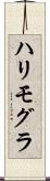 ハリモグラ Scroll