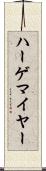 ハーゲマイヤー Scroll