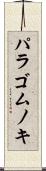 パラゴムノキ Scroll