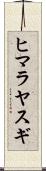 ヒマラヤスギ Scroll