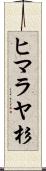 ヒマラヤ杉 Scroll