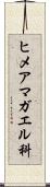 ヒメアマガエル科 Scroll