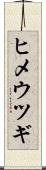 ヒメウツギ Scroll