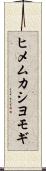ヒメムカシヨモギ Scroll