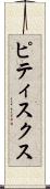 ピティスクス Scroll