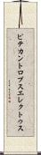 ピテカントロプス・エレクトゥス Scroll