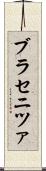 ブラセニツァ Scroll