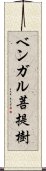 ベンガル菩提樹 Scroll