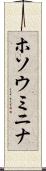 ホソウミニナ Scroll