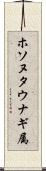 ホソヌタウナギ属 Scroll