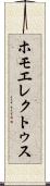 ホモ・エレクトゥス Scroll