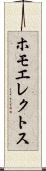 ホモエレクトス Scroll