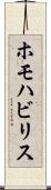 ホモハビリス Scroll