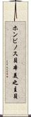 ホンビノス貝 Scroll