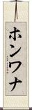 ホンワナ Scroll