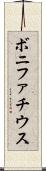 ボニファチウス Scroll