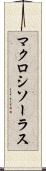 マクロシソーラス Scroll