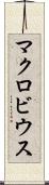 マクロビウス Scroll