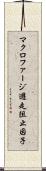 マクロファージ遊走阻止因子 Scroll