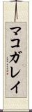 マコガレイ Scroll