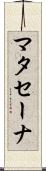 マタセーナ Scroll