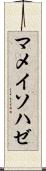 マメイソハゼ Scroll