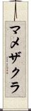 マメザクラ Scroll