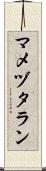 マメヅタラン Scroll