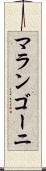 マランゴーニ Scroll