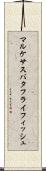 マルケサスバタフライフィッシュ Scroll